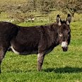 Humphrey