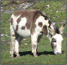 Charlie Dougal Charlie Dougal