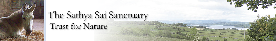 Sathya Sai Sanctuary for Donkeys Sathya Sai Sanctuary Header