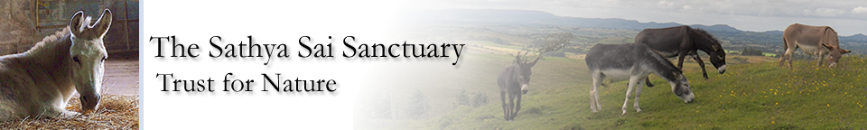 Sathya Sai Donkey Sanctuary Sathya Sai Donkey Sanctuary Header