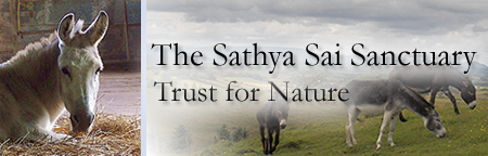 Sathya Sai Donkey Sanctuary Sathya Sai Donkey Sanctuary Header